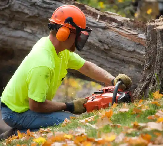 tree services Hallsville